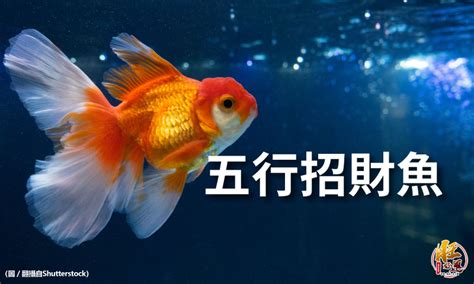 風水魚推薦|【風水魚種類】招財納福不可錯過！盤點十大風水魚種類和選擇秘。